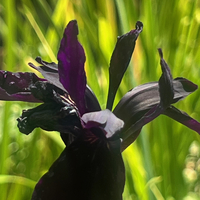 Iris chrysographes pure black